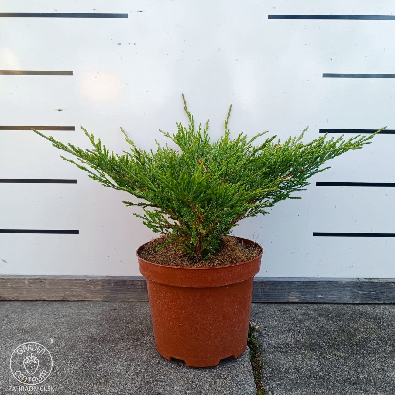 Obrázok Borievka plazivá (Juniperus horizontalis) ‘ANDORRA COMPACT’ – výška 20-30 cm, ⌀ 20-30 cm, kont. C3L